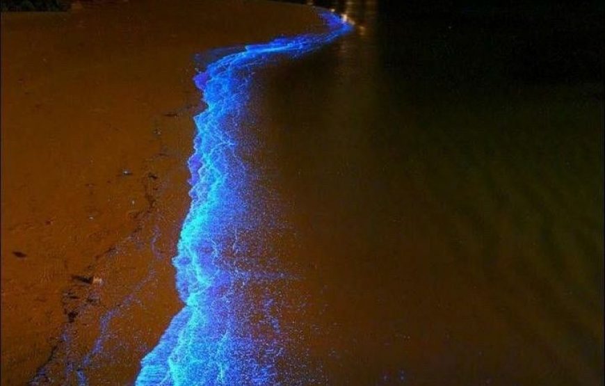 5 ISLANDS VIP (OPEN BAR+OCEANARIUM+PLANCTON)